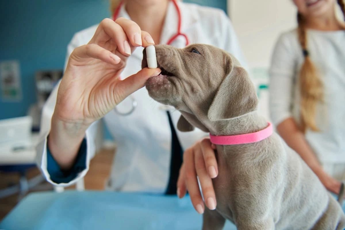 Veterinářka podává šedému štěněti výmarského ohaře bílou tobolku