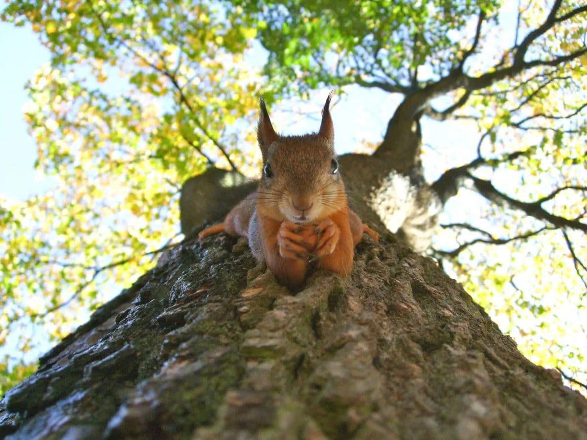Zrzavá veverka leží na kmeni stromu a dívá se do objektivu