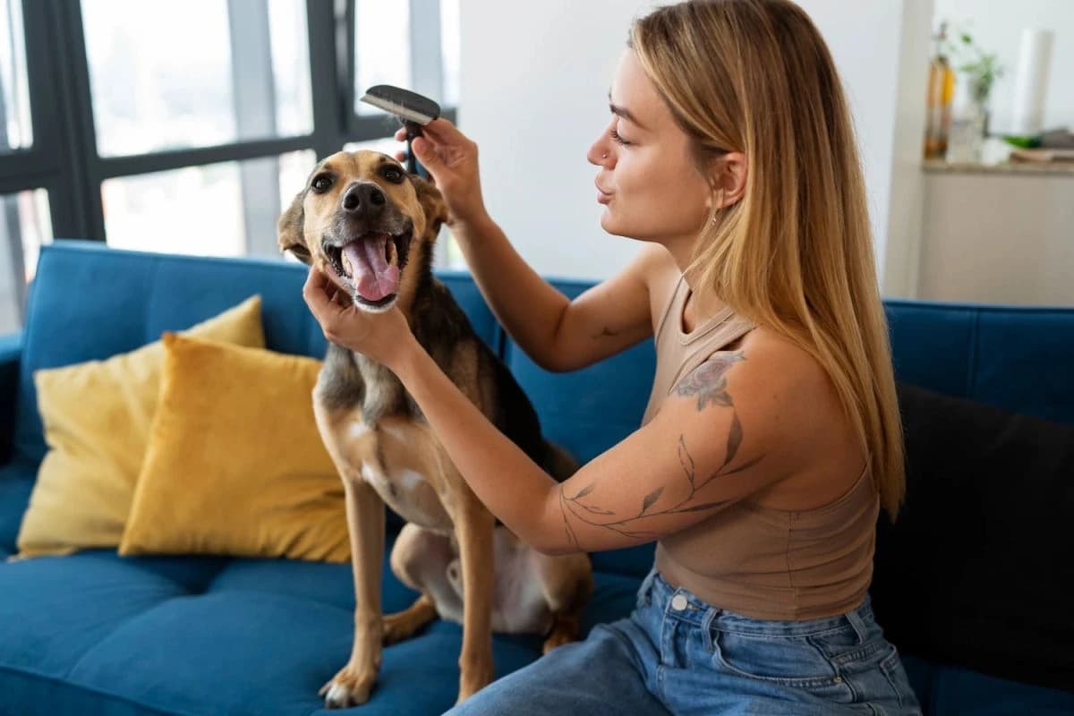 Mladá žena češe kartáčem spokojeného hnědého psa, který sedí vedle ní na modrém gauči Mladá žena češe kartáčem spokojeného hnědého psa, který sedí vedle ní na modrém gauči