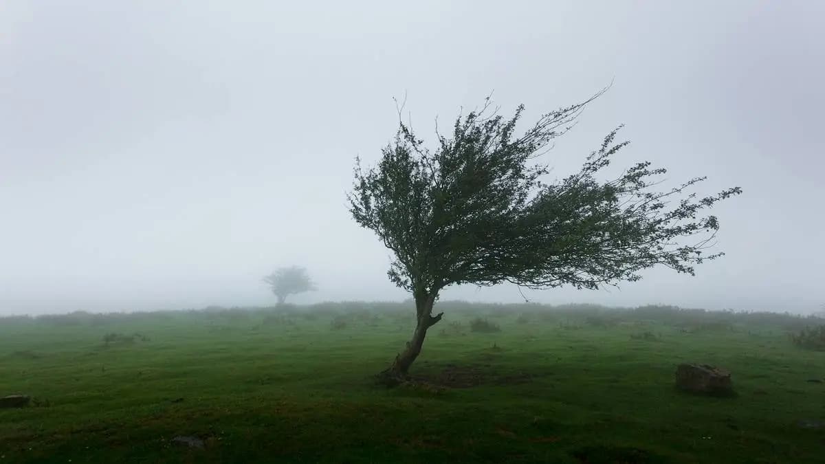 strom v silném větru strom v silném větru