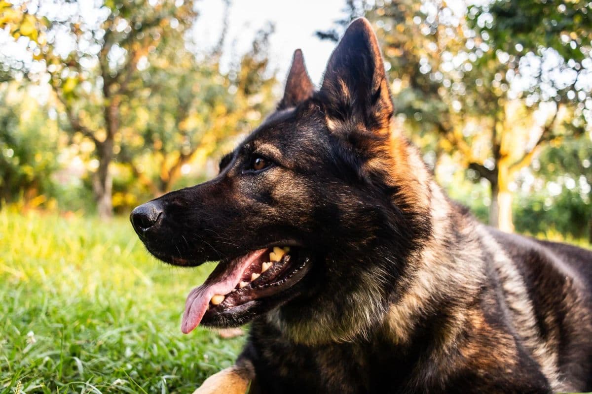 záběr na hlavu německého ovčáka, který leží v trávě u sadu záběr na hlavu německého ovčáka, který leží v trávě u sadu