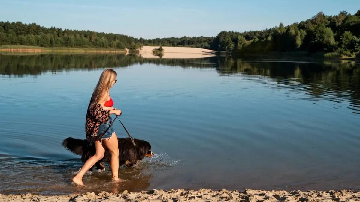 dívka se psem na břehu rybníka se ovlažují v horku dívka se psem na břehu rybníka se ovlažují v horku