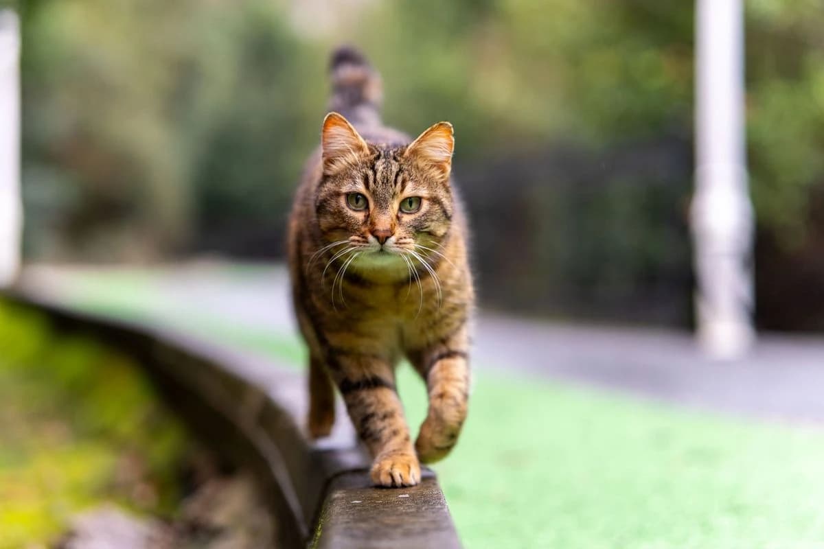 Mourovatá kočka kráčí po nízké zídce Mourovatá kočka kráčí po nízké zídce